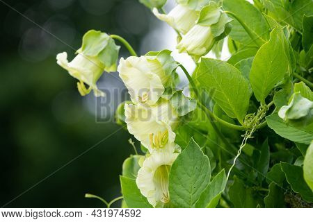 Close Up Of Flowers On A Cup And Saucer (cobaea Scandens) Vine