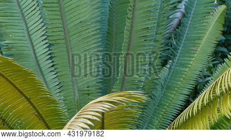 Cycad Fern Leaves In Forest, California Usa. Green Fresh Juicy Natural Botanical Leafage. Encephalar