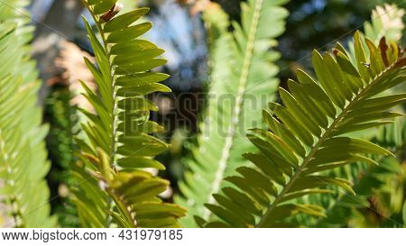 Cycad Fern Leaves In Forest, California Usa. Green Fresh Juicy Natural Botanical Leafage. Encephalar