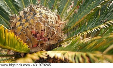 Cycad Fern Leaves In Forest, California Usa. Green Fresh Juicy Natural Botanical Leafage. Encephalar