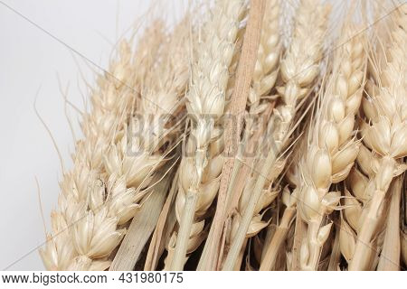 A Wheat Ears Isolated, Dry Barley Rice Isolated On White Background