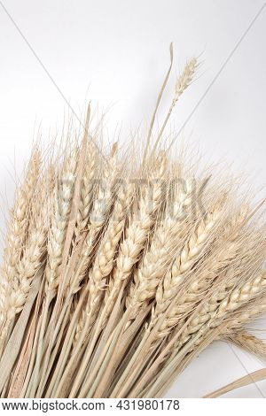 A Wheat Ears Isolated, Dry Barley Rice Isolated On White Background