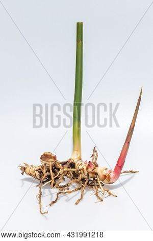 Fresh Galangal. Greater Galangal, False Galangal, Alpinia Galanga (l.) Willd. Stalks, Thailand Herb 