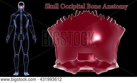 Human Skeleton Skull Occipital Bone Anatomy For Medical Concept 3d Illustration