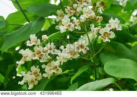 Catalpa Disambiguation -  Genus Of Flowering Plants In The Family Bignoniaceae Regions Of North Amer