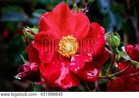 Close View Of Alpine Rose Blossom After Rain In Autumn