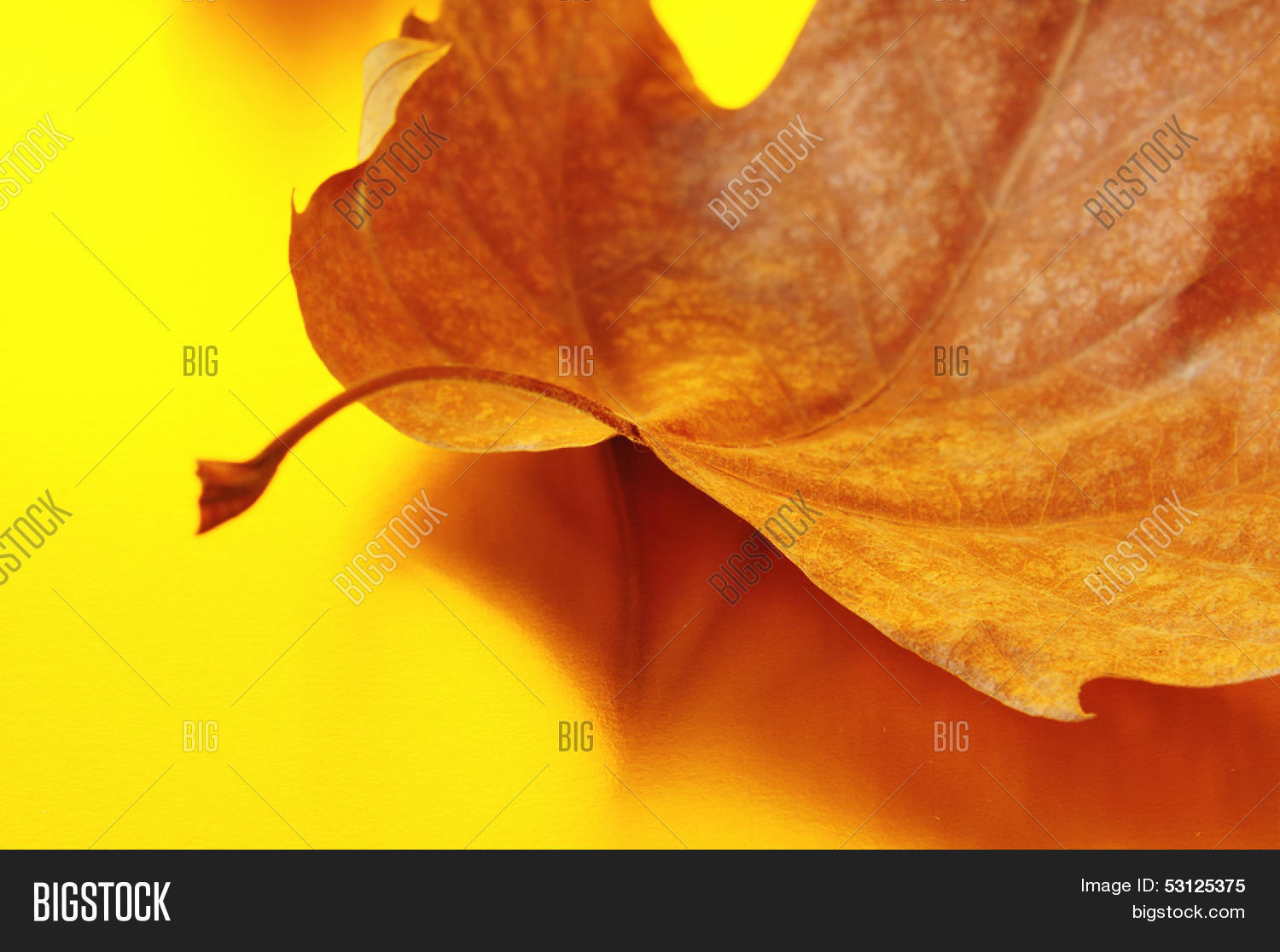 Closeup Autumn Leaf Image & Photo (Free Trial) | Bigstock