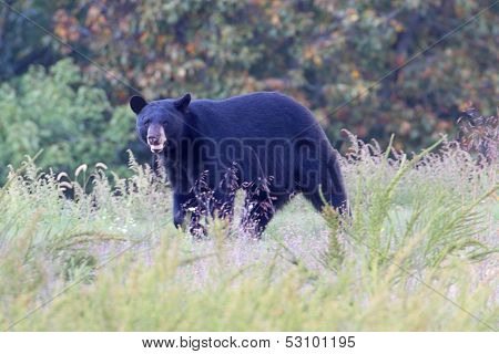 Black Bear (ursus Americanus)