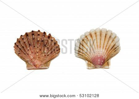 Shells On A White Background