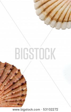 Shells On A White Background