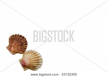 Shells On A White Background