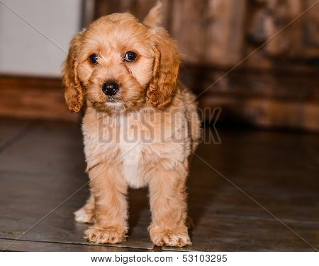 Cockerpoo Puppy Standing