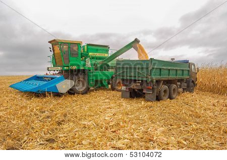 field corn cleaning autumn harvester yellow stalks tractor KAMAZ grain bunker body