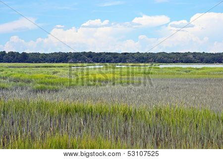 Marsh Landscape