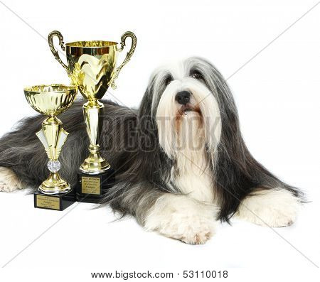Sheepdog on white background 