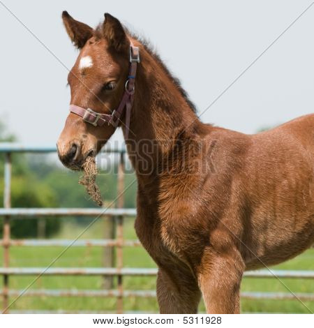 junges Pferd Gras Essen