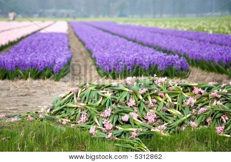Coloridos campos de jacintos com a pilha de flores de corte em primeiro plano, Países Baixos