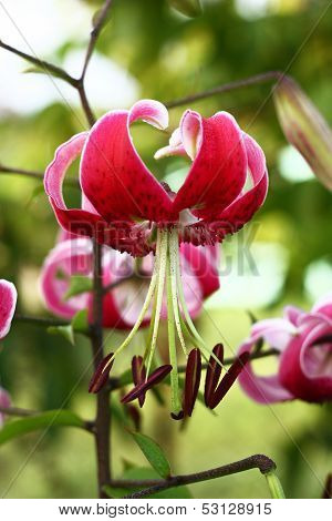 Martagon lily.