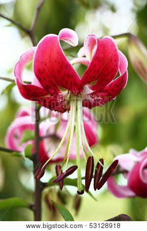 Martagon lily portrait.