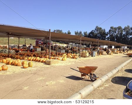 Pumpkin Field Market
