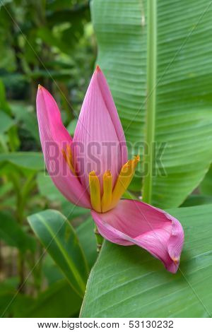 Banana Blossom