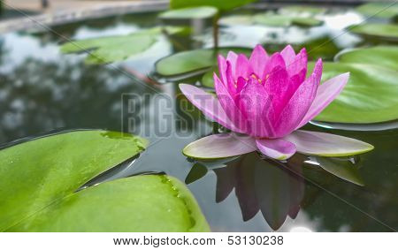 Pink Water Lily