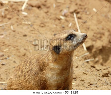 Meerkat