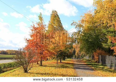 Colorful Autumn Path