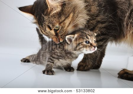 Small 20 Days Old  Kitten With Mother Cat