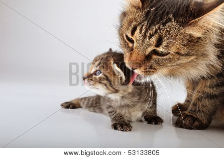 Mother Cat Cares Of Her 20 Days Old  Kitten