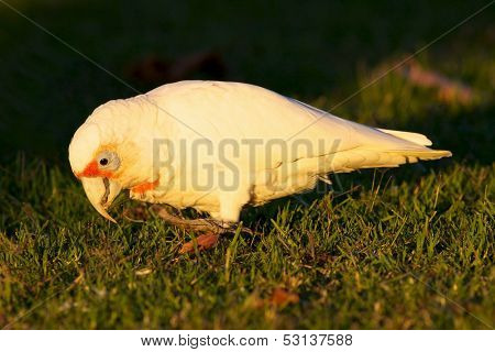 Western Corella