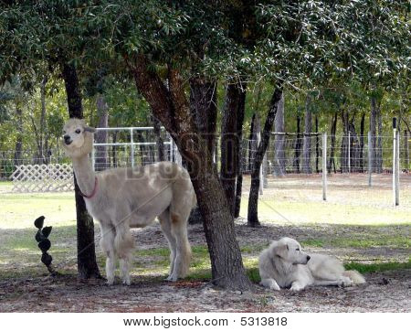 Alpaca med Great Pyrenæerne vogter