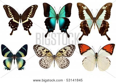 Many different beautiful butterflies