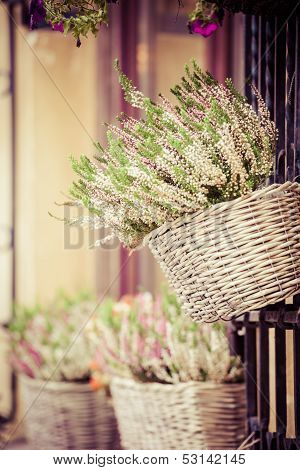 Pink And Purple Heather In Decorative Flower Pot