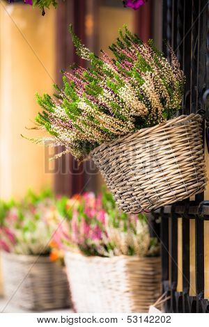 Pink And Purple Heather In Decorative Flower Pot
