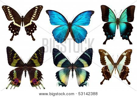 Many different beautiful butterflies