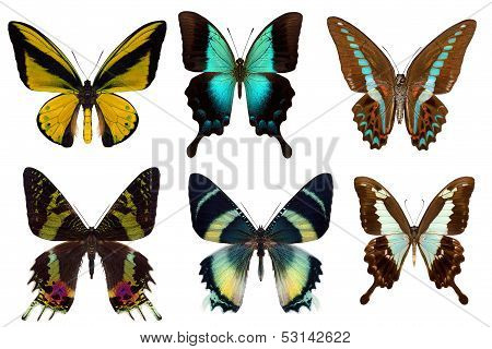 Many different beautiful butterflies