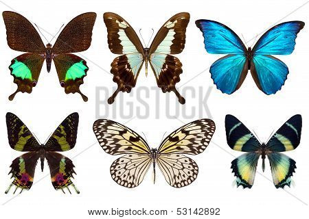 Many different beautiful butterflies