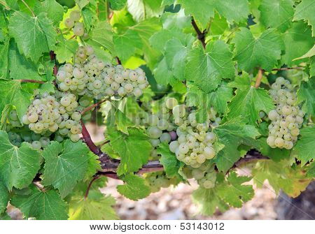 Grape, vineyard of the hillsides of Chablis  Burgundy France