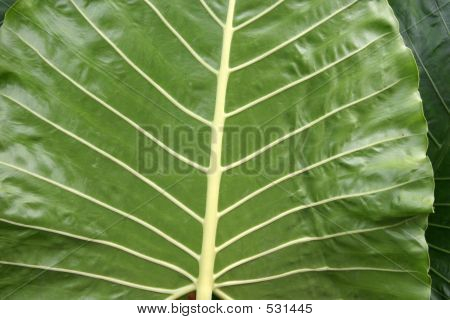 Alocasia Leaf