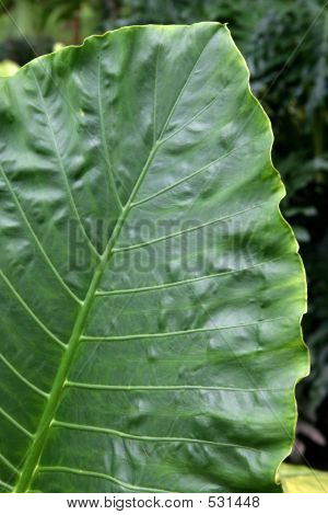 Alocasia Leaf