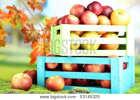 Juicy apples in wooden boxes on grass on natural background 