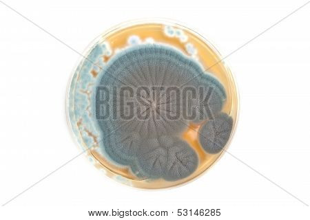 Penicillium Fungi On Agar Plate