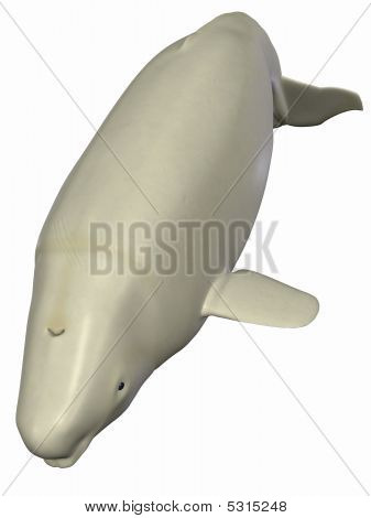 Beluga Weißwal