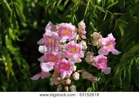 Pink Trumpet Vine, Port St. Johns Creeper, Zimbabwe Creeper, Queen Of Sheba, Port John?s Creeper