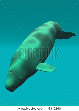 Beluga Weißwal