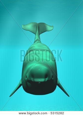 Beluga Weißwal