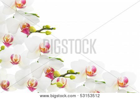 Blooming white orchid isolated