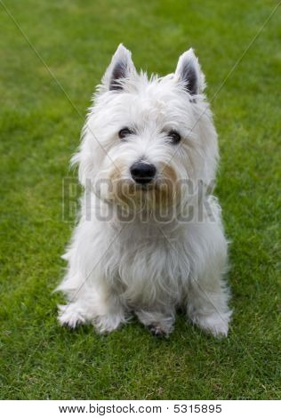 West Highland White teriér