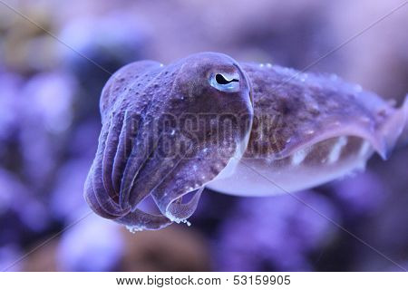 Baby Cuttle